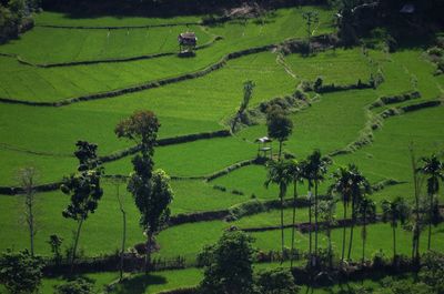 Scenic view of agricultural field