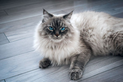 Portrait of kitten on floor