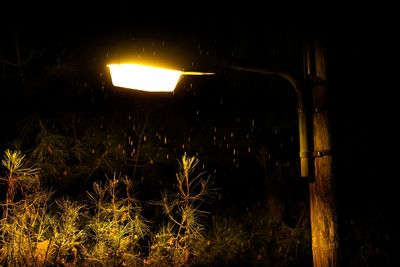 Illuminated plants on field against sky at night