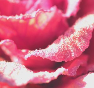 Close-up of pink flower