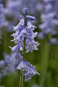 Close-up of purple flowering plant