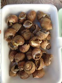 High angle view of shells in container