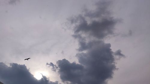 Low angle view of bird flying in sky