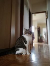 Cat sitting on wooden floor at home