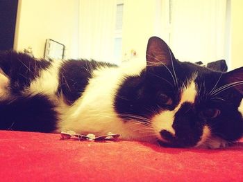 Close-up portrait of cat lying on sofa