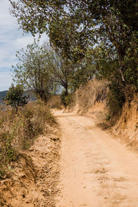 Dirt road along trees and plants