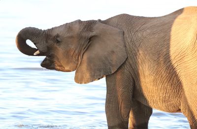 Side view of elephant in water