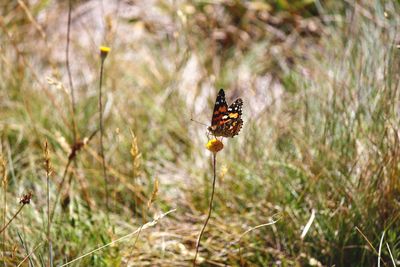 Close-up of butterfly pollinating on flower