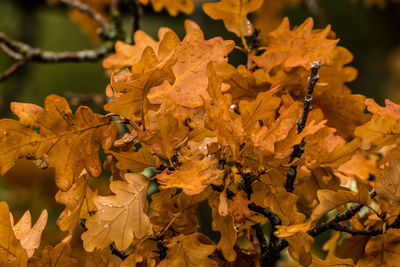 Close-up of yellow maple leaves on plant