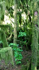 View of trees in forest