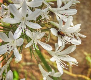 Close-up of flowers blooming outdoors