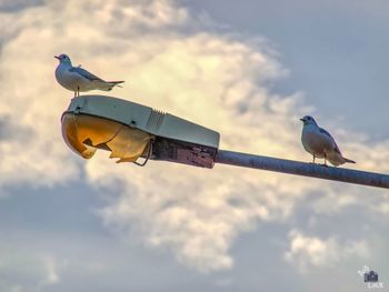 bird