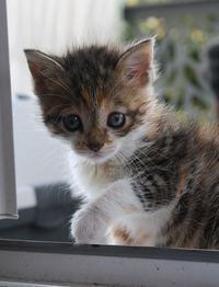 Close-up portrait of kitten