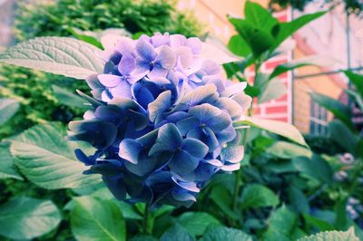 Close-up of purple hydrangea plant