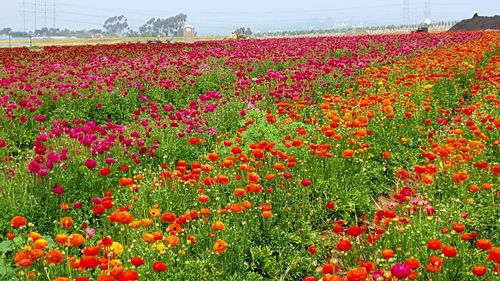 Red poppies blooming in field