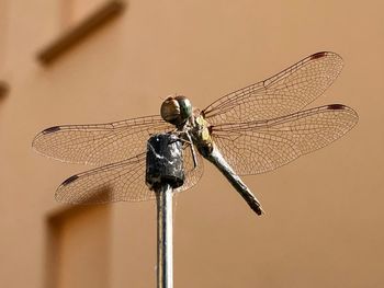 Close-up of dragonfly on twig