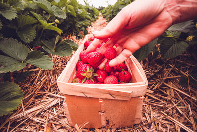 Midsection of person holding strawberries in basket on field