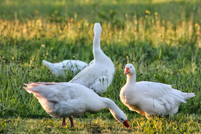Geese on field