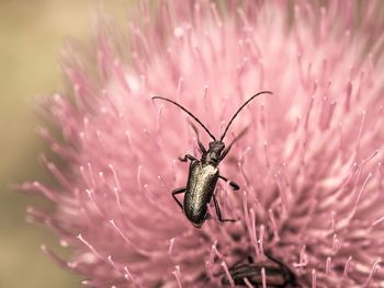 Detail shot of insect on flower