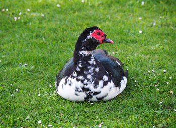 Close-up of a duck on field