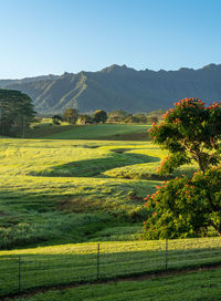 Scenic view of field against clear sky