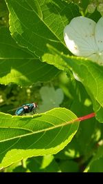 Close-up of insect on leaf