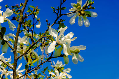 Close-up of white flowering plant against clear sky