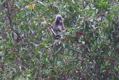 Low angle view of monkey on tree branch