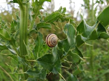 Close-up of snail on plant