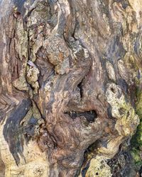 Full frame shot of tree trunk