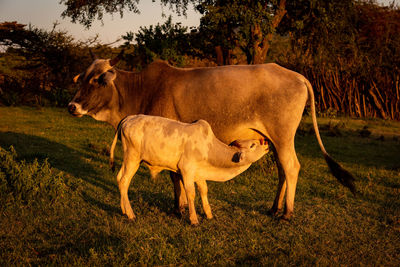 Masai cow suckling calf in late afternoon