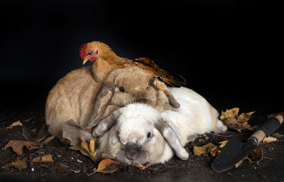 Close-up of rabbit on field