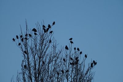 Low angle view of silhouette birds perching on tree against clear sky