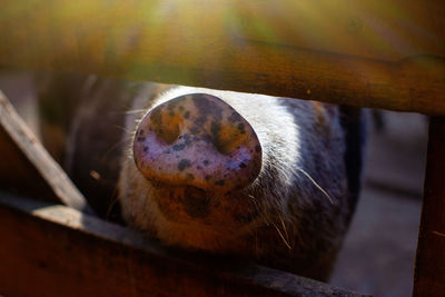 Close up snout of a black vietnamese breed of pig standing in a wooden paddock on a farm.