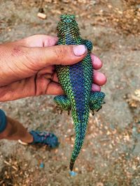 High angle view of hand holding leaf