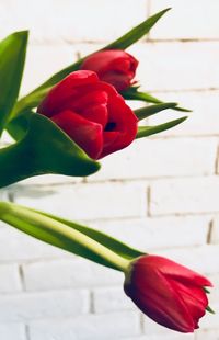 Close-up of red rose tulip