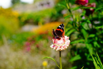 Close-up of butterfly pollinating on flower