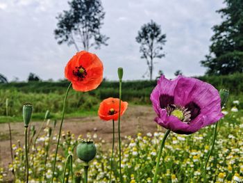 Close-up of red tulips blooming in field