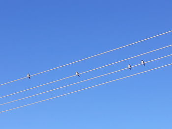 Low angle view of birds perching on cable