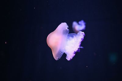 Close-up of jellyfish swimming in sea