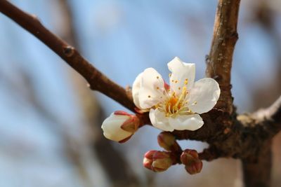 Close-up of white cherry blossoms in spring