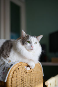 White cat sitting on small shelf relaxing