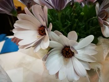 Close-up of white flowers blooming outdoors