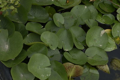 Full frame shot of wet leaves