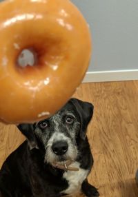 Close-up portrait of dog at home
