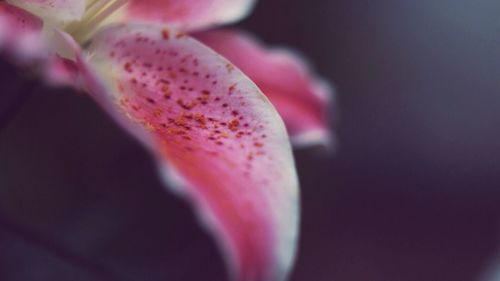 Close-up of pink flower