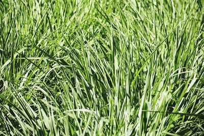 Full frame shot of bamboo on field