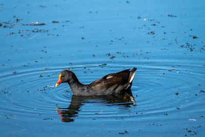 Dusky moorhen gallinula tenebrosa swimming in a lake