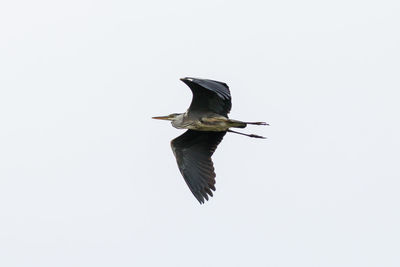 Low angle view of a bird flying