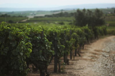 Scenic view of vineyard